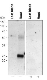 PIP2;1 | aquaporin, plasma membrane intrinistic protein 2-1 (Oryza sativa) in the group Antibodies for Plant/Algal / Membrane Transport System / Plasma membrane at Agrisera AB (Antibodies for research) (AS09 507)